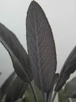 Salvia officinalis 'Purpurascens' (Roodbladige Salie) 15cm - afbeelding 3