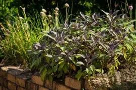Salvia officinalis 'Purpurascens' (Roodbladige Salie) 15cm - afbeelding 5