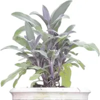 Salvia officinalis 'Purpurascens' (Roodbladige Salie) 15cm - afbeelding 2