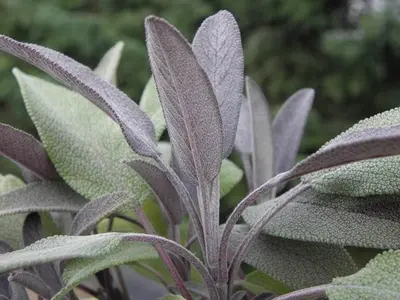 Salvia officinalis 'Purpurascens' (Roodbladige Salie) 15cm - afbeelding 4
