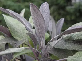 Salvia officinalis 'Purpurascens' (Roodbladige Salie) 15cm - afbeelding 4