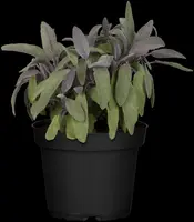 Salvia officinalis 'Purpurea' (Salie 'Purpurea') - afbeelding 1