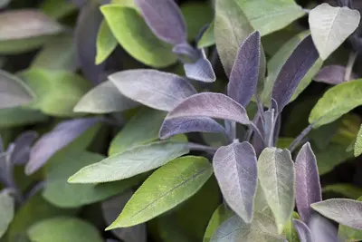 Salvia officinalis 'Purpurea' (Salie 'Purpurea') - afbeelding 3