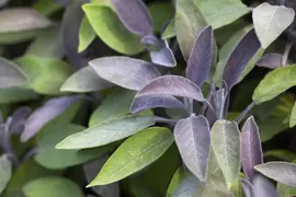 Salvia officinalis 'Purpurea' (Salie 'Purpurea') - afbeelding 3