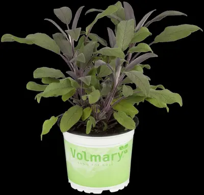 Salvia officinalis 'Purpurea' (Salie 'Purpurea') - afbeelding 2