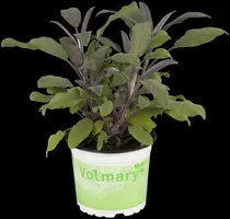 Salvia officinalis 'Purpurea' (Salie 'Purpurea') - afbeelding 2