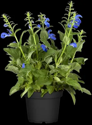 Salvia pratensis, blau (Salie) - afbeelding 2