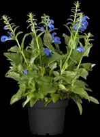 Salvia pratensis, blau (Salie) - afbeelding 2