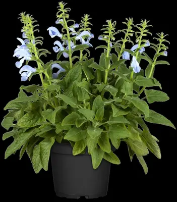 Salvia pratensis, blau (Salie) - afbeelding 1