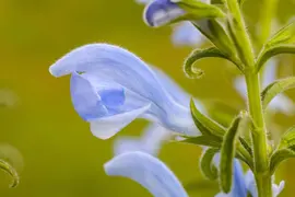 Salvia pratensis, blau (Salie) - afbeelding 3