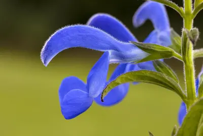 Salvia pratensis, blau (Salie) - afbeelding 4