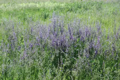 Salvia pratensis (Veldsalie) - afbeelding 6