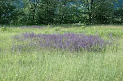 Salvia pratensis (Veldsalie) - afbeelding 7