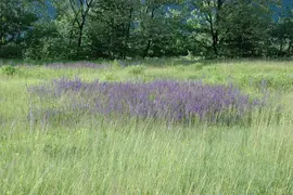 Salvia pratensis (Veldsalie) - afbeelding 7