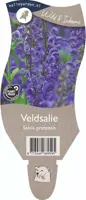 Salvia pratensis (Veldsalie) - afbeelding 1