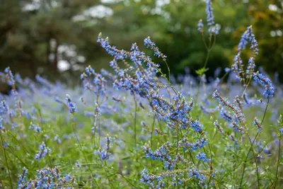 Salvia uliginosa (Tuinsalie) - afbeelding 2