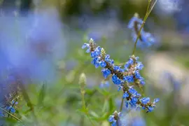 Salvia uliginosa (Tuinsalie) - afbeelding 3