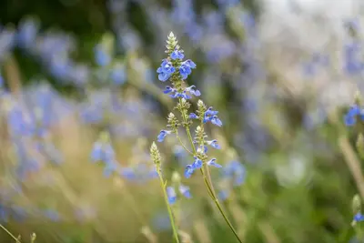 Salvia uliginosa (Tuinsalie) - afbeelding 5