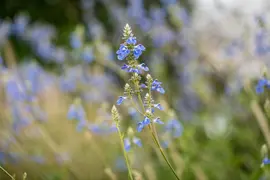 Salvia uliginosa (Tuinsalie) - afbeelding 5