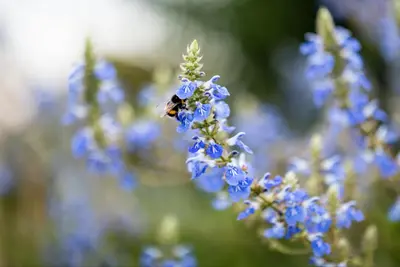 Salvia uliginosa (Tuinsalie) - afbeelding 6
