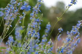 Salvia uliginosa (Tuinsalie) - afbeelding 7