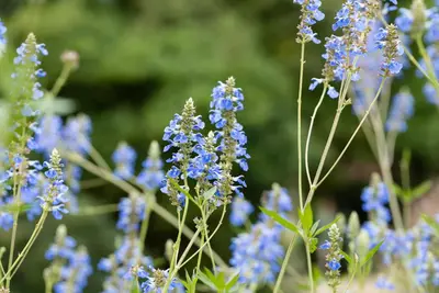 Salvia uliginosa (Tuinsalie) - afbeelding 8