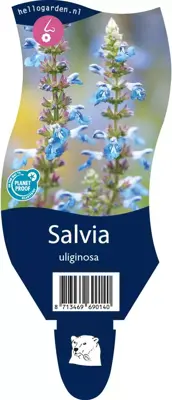 Salvia uliginosa (Tuinsalie) - afbeelding 1