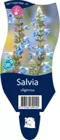 Salvia uliginosa (Tuinsalie) - afbeelding 1