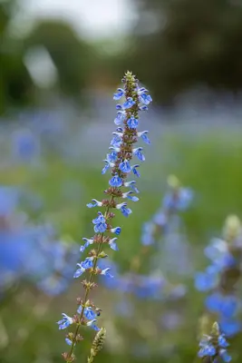 Salvia uliginosa (Tuinsalie) - afbeelding 4