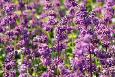 Salvia verticillata 'Purple Rain' (Kranssalie 'Purple Rain') - afbeelding 1