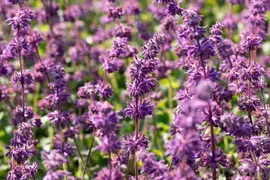 Salvia verticillata 'Purple Rain' (Kranssalie 'Purple Rain') - afbeelding 1