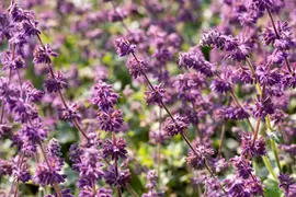 Salvia verticillata 'Purple Rain' (Kranssalie 'Purple Rain') - afbeelding 2