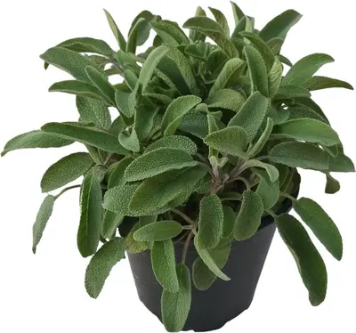 Salvia x jamensis (Salie) - afbeelding 1