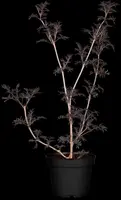Sambucus nigra 'Black Lace'(s) (Gewone vlier 'Black Lace') - afbeelding 7