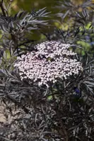 Sambucus nigra 'Black Lace'(s) (Gewone vlier 'Black Lace') - afbeelding 4