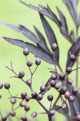 Sambucus nigra 'Black Lace'(s) (Gewone vlier 'Black Lace') - afbeelding 10