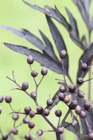 Sambucus nigra 'Black Lace'(s) (Gewone vlier 'Black Lace') - afbeelding 10