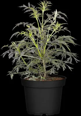 Sambucus nigra 'Black Lace'(s) (Gewone vlier 'Black Lace') - afbeelding 9