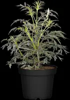Sambucus nigra 'Black Lace'(s) (Gewone vlier 'Black Lace') - afbeelding 9