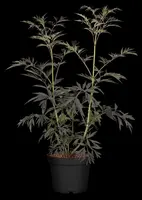 Sambucus nigra 'Black Lace'(s) (Gewone vlier 'Black Lace') - afbeelding 12