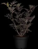 Sambucus nigra 'Black Lace'(s) (Gewone vlier 'Black Lace') - afbeelding 11