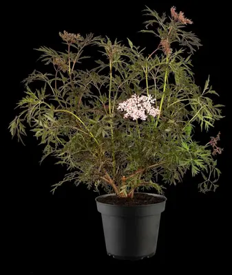 Sambucus nigra 'Black Lace'(s) (Gewone vlier 'Black Lace') - afbeelding 19