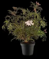 Sambucus nigra 'Black Lace'(s) (Gewone vlier 'Black Lace') - afbeelding 19