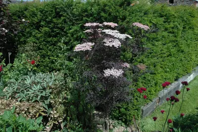 Sambucus nigra 'Black Lace'(s) (Gewone vlier 'Black Lace') - afbeelding 13