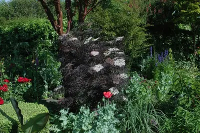 Sambucus nigra 'Black Lace'(s) (Gewone vlier 'Black Lace') - afbeelding 14