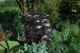 Sambucus nigra 'Black Lace'(s) (Gewone vlier 'Black Lace') - afbeelding 14