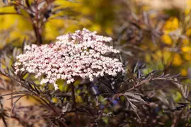 Sambucus nigra 'Black Lace'(s) (Gewone vlier 'Black Lace') - afbeelding 1