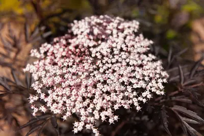 Sambucus nigra 'Black Lace'(s) (Gewone vlier 'Black Lace') - afbeelding 2