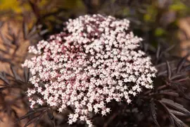 Sambucus nigra 'Black Lace'(s) (Gewone vlier 'Black Lace') - afbeelding 2