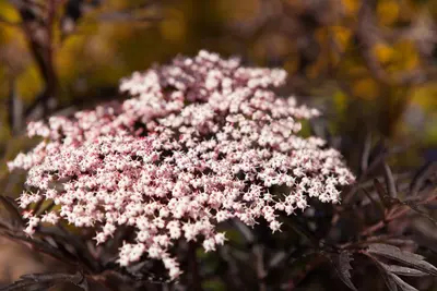 Sambucus nigra 'Black Lace'(s) (Gewone vlier 'Black Lace') - afbeelding 3